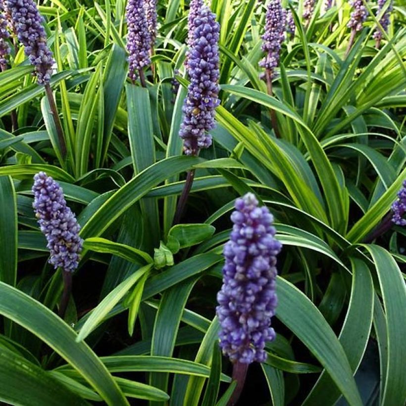 Liriope muscari Gold Banded (Follaje)