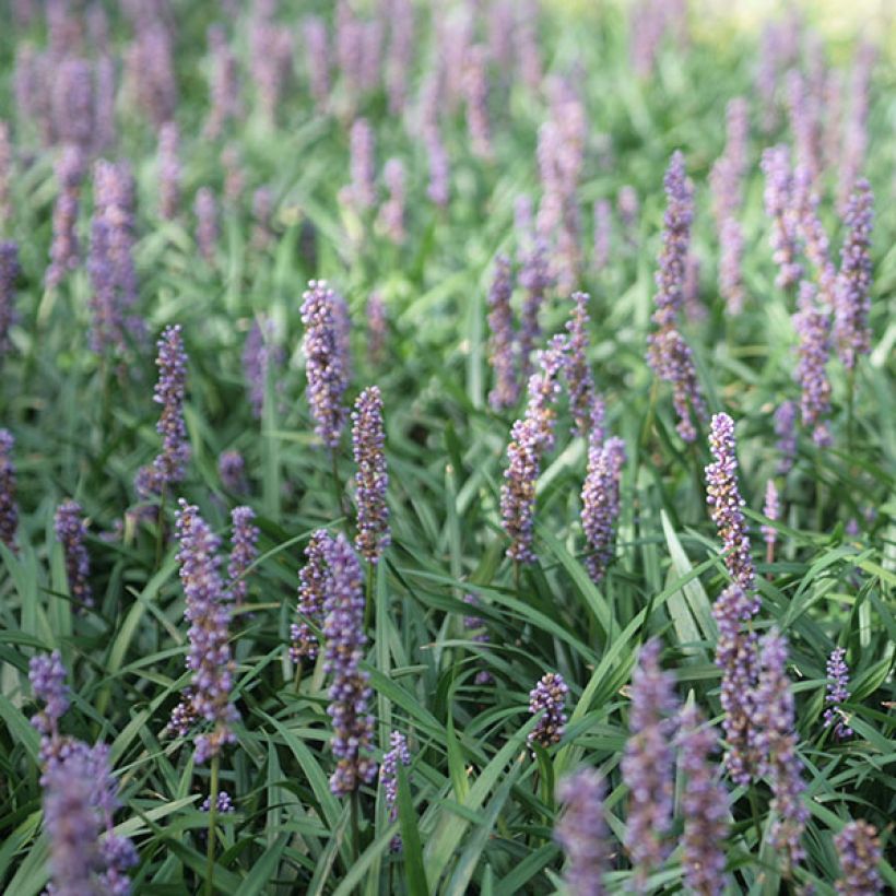 Liriope muscari Ingwersen (Floración)