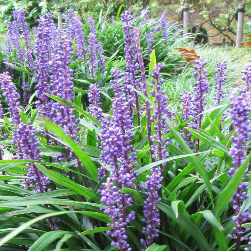 Liriope muscari Majestic (Floración)