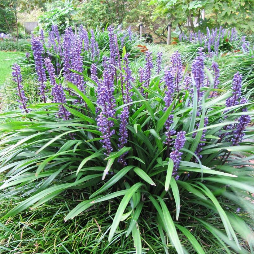 Liriope muscari Majestic (Porte)