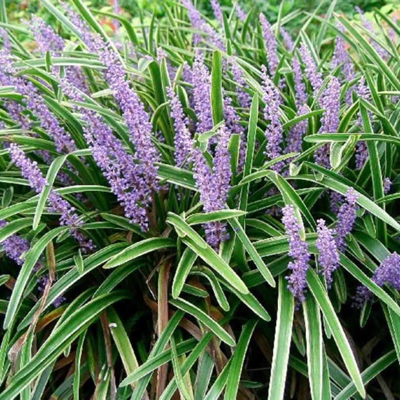 Liriope muscari Variegata (Follaje)