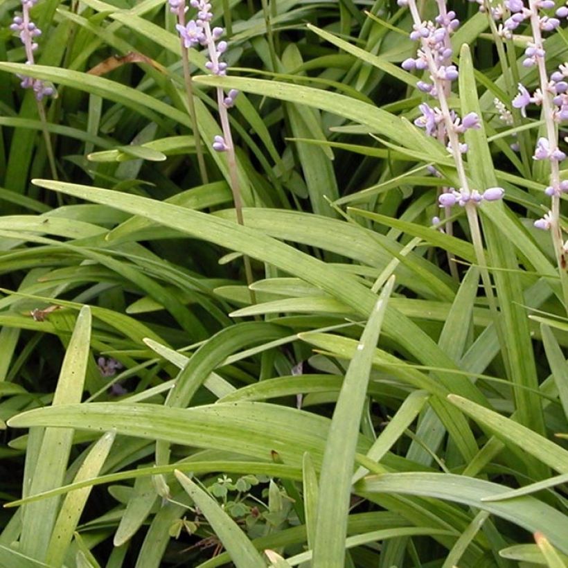 Liriope spicata - Espigosa (Follaje)