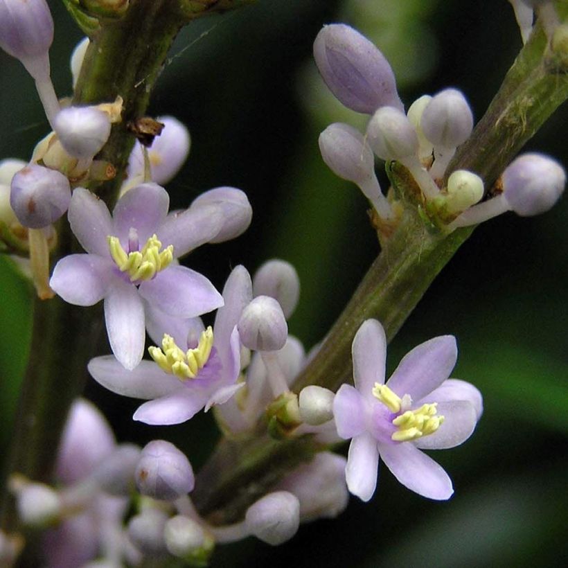 Liriope spicata - Espigosa (Floración)