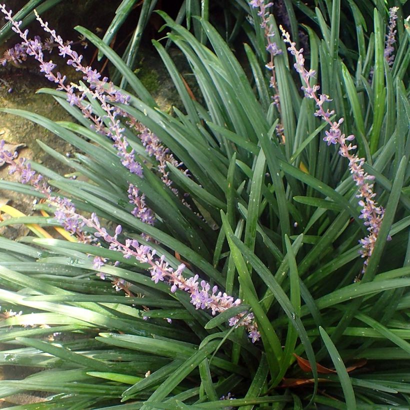 Liriope spicata - Espigosa (Porte)