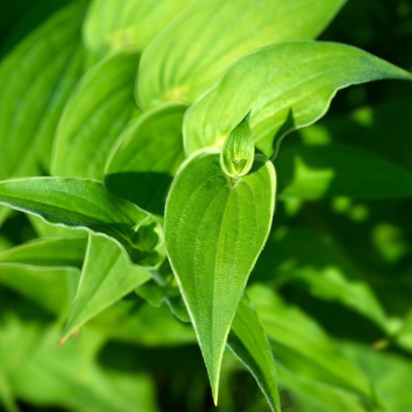 Tricyrtis hirta Albomarginata - Lirio sapo (Follaje)