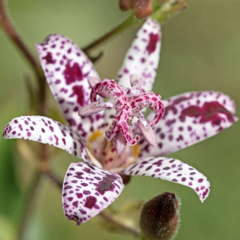 Tricyrtis hirta Albomarginata - Lirio sapo (Floración)