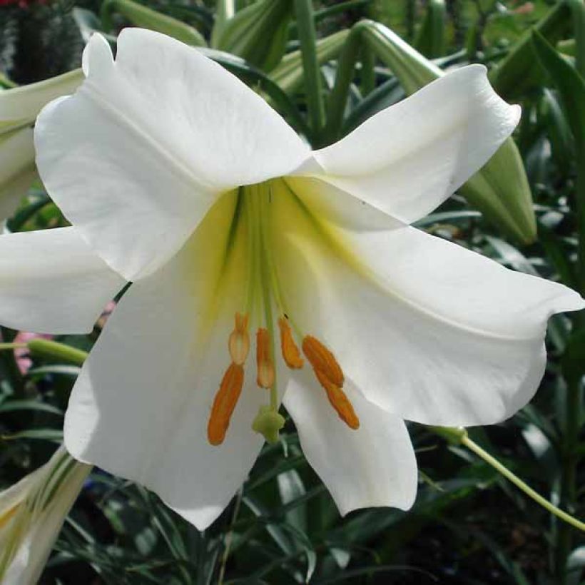 Lilium regale Album - Azucena (Floración)