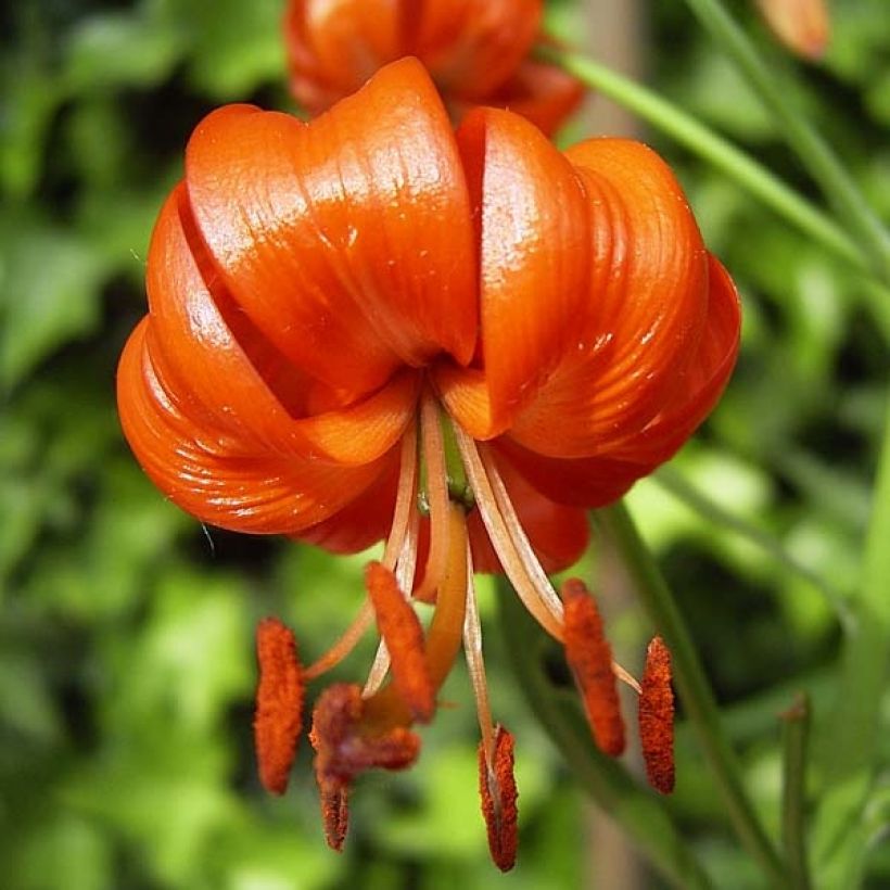 Lilium pumilum - Azucena (Floración)