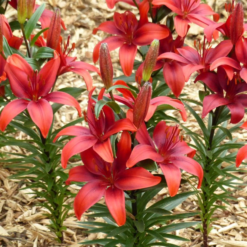 Lirio enano Crimson Pixie - Azucena (Floración)