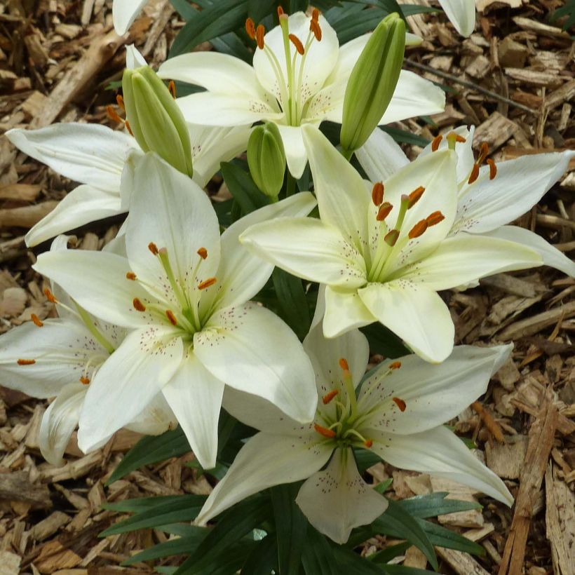 Lirio enano Ivory Pixie - Azucena (Floración)