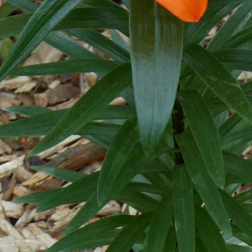 Lirio enano Orange Pixie - Azucena (Follaje)