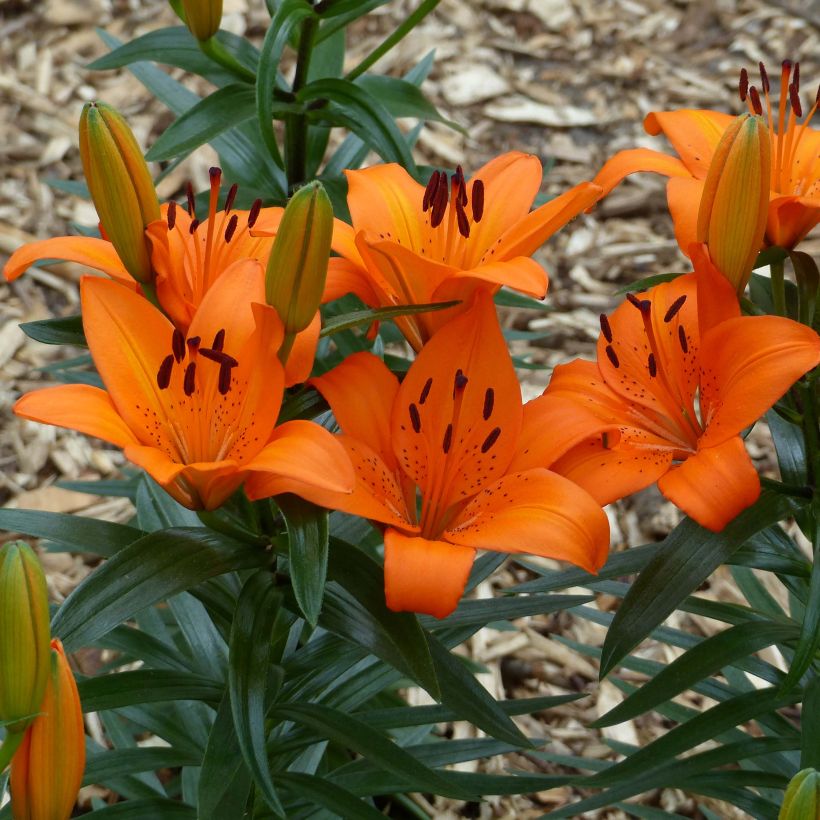 Lirio enano Orange Pixie - Azucena (Floración)