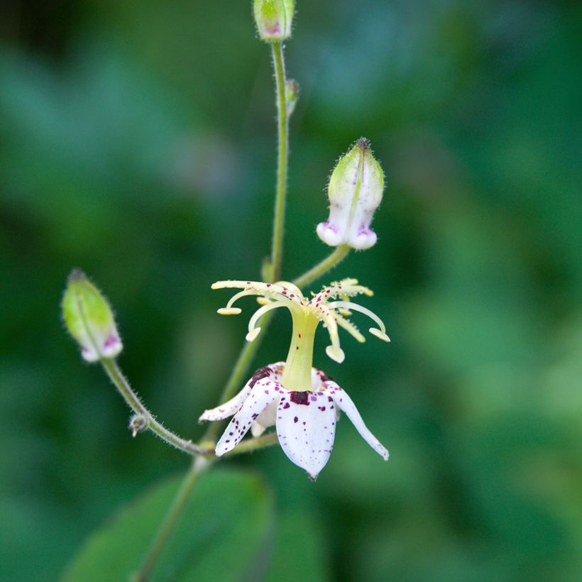 Tricyrtis macropoda - Lirio sapo (Floración)