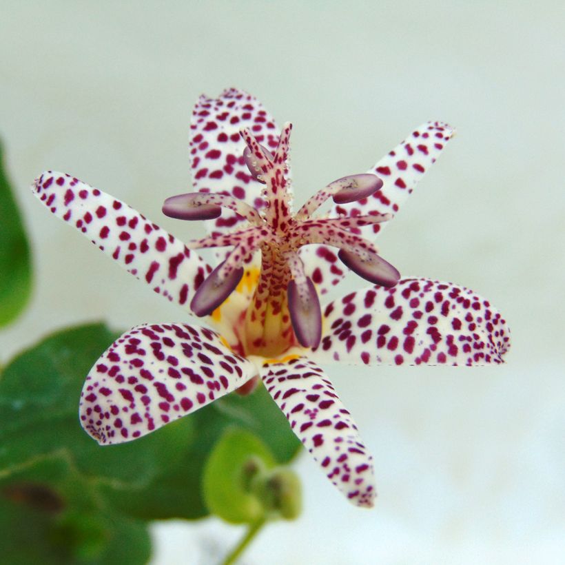 Tricyrtis formosana - Lirio sapo (Floración)