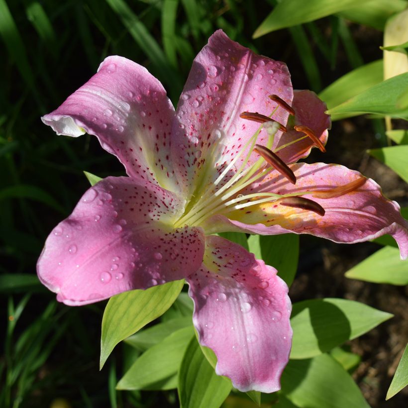 Lirio oriental Josephine (Floración)