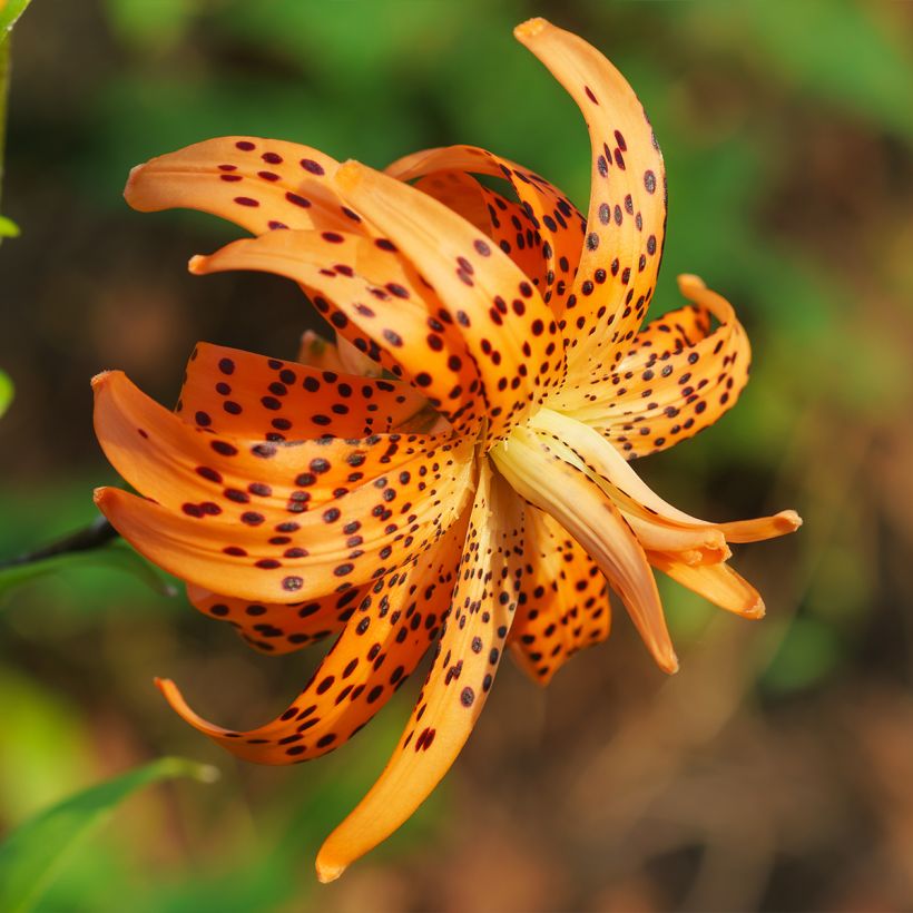 Lilium lancifolium Flore Pleno - Lirio de tigre (Floración)