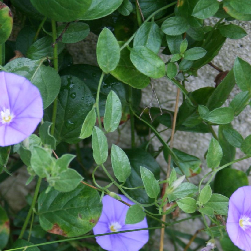 Convolvulus sabatius Compacta (Follaje)