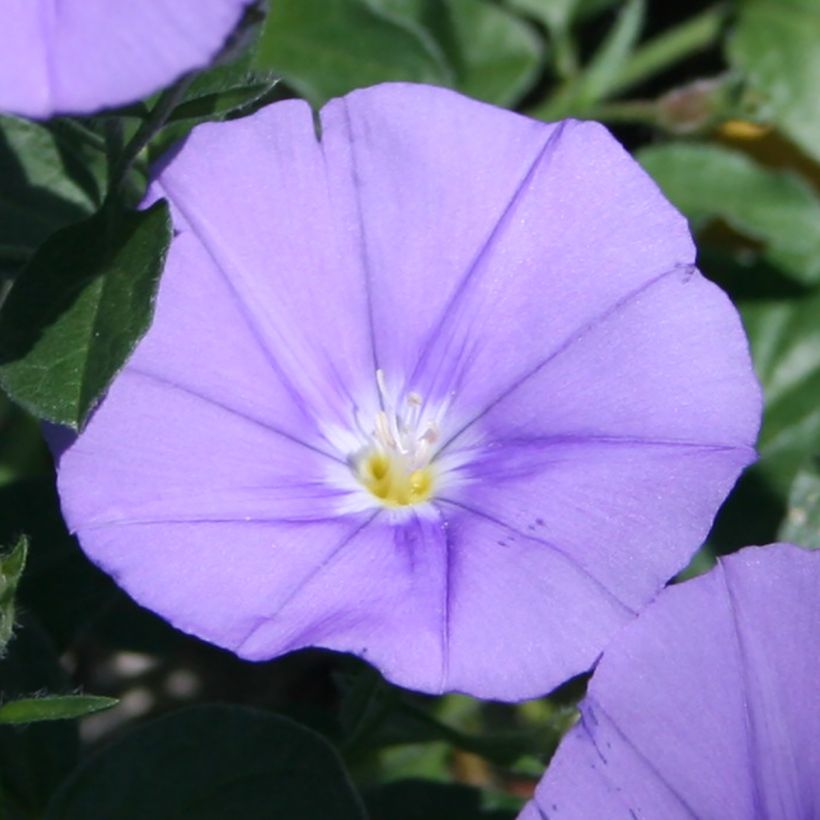 Convolvulus sabatius Compacta (Floración)