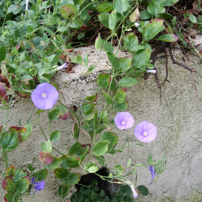 Convolvulus sabatius Compacta (Porte)