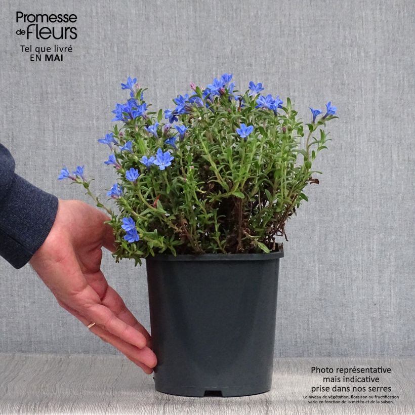 Carrasquilla azul - Lithodora diffusa Heavenly Blue Ejemplar entregado en la primavera