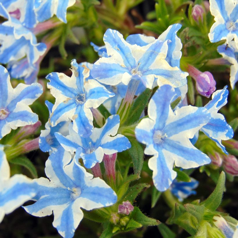 Carrasquilla azul - Lithodora diffusa Star (Floración)