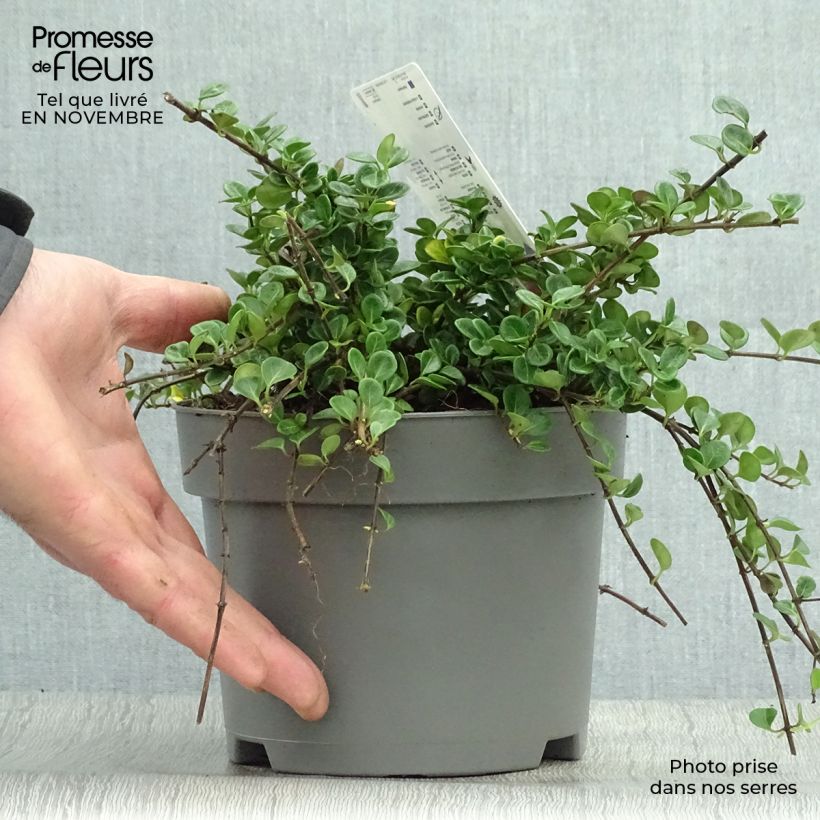 Ejemplar de Chèvrefeuille rampant Little Honey - Lonicera crassifolia Pot de 2L/3L entregado en otoño