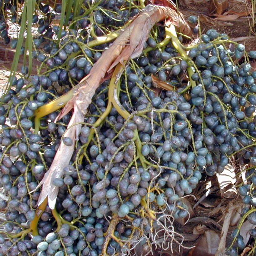 Livistona chinensis - Latania (Cosecha)