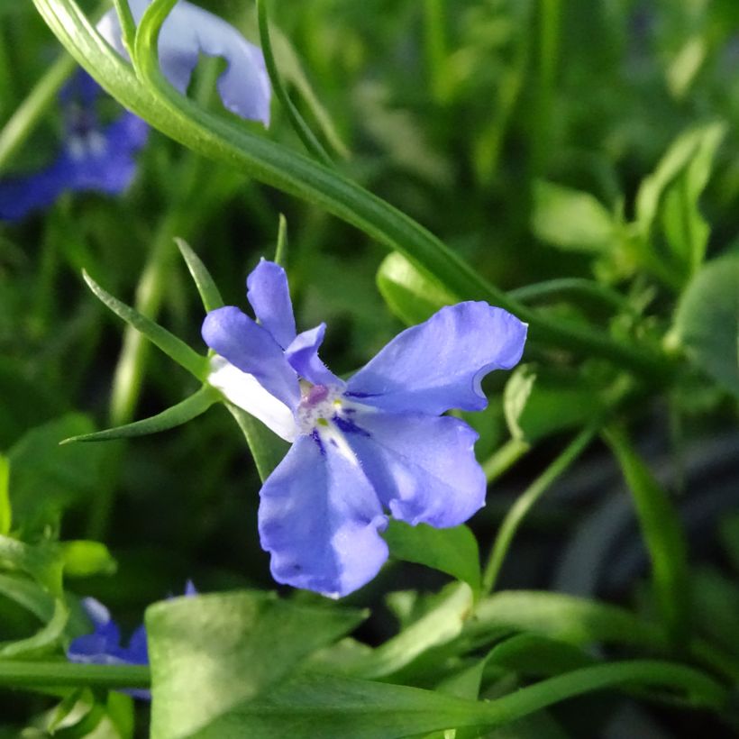 Lobelia erinus Anabel Blue (Floración)