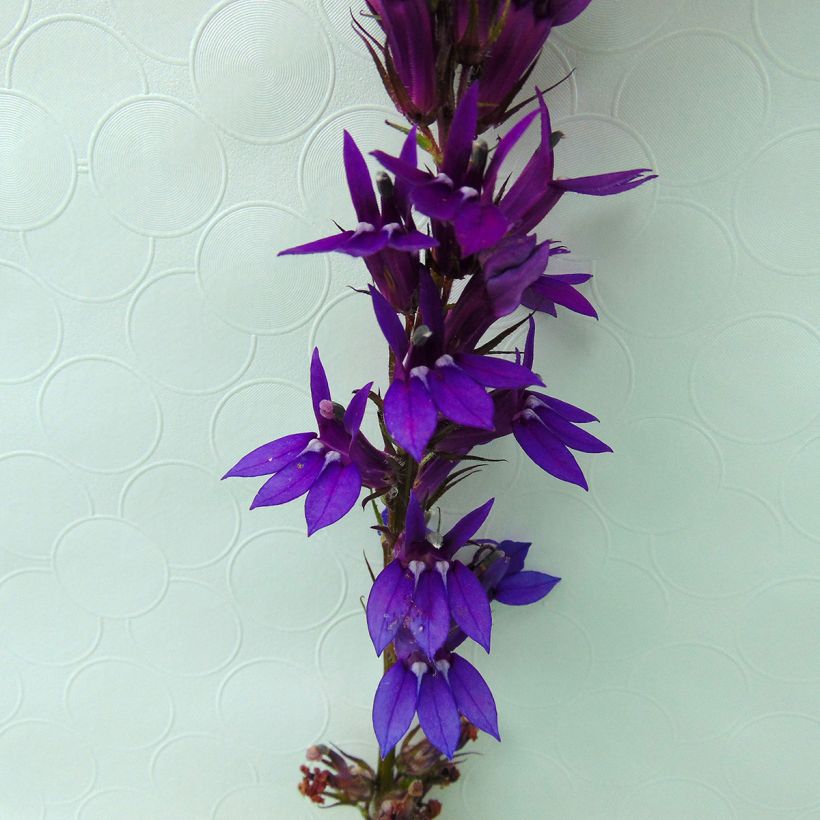 Lobelia gerardii Vedrariensis (Floración)