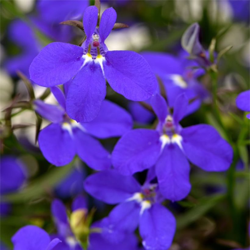 Lobelia erinus Deep Blue Star (Floración)