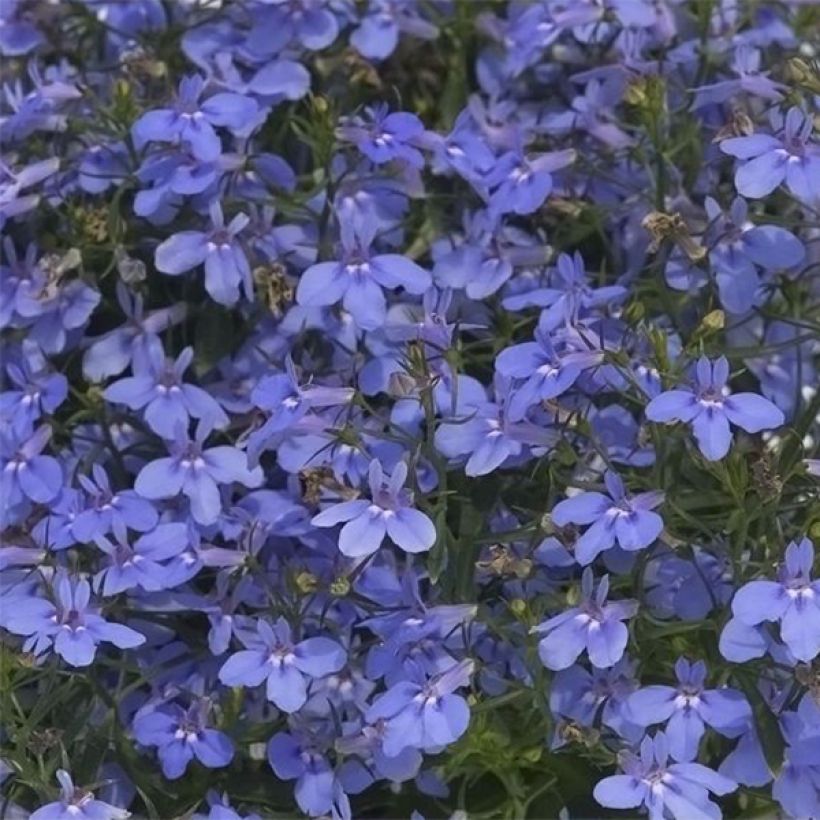 Lobelia erinus Hot Water Blue (Floración)