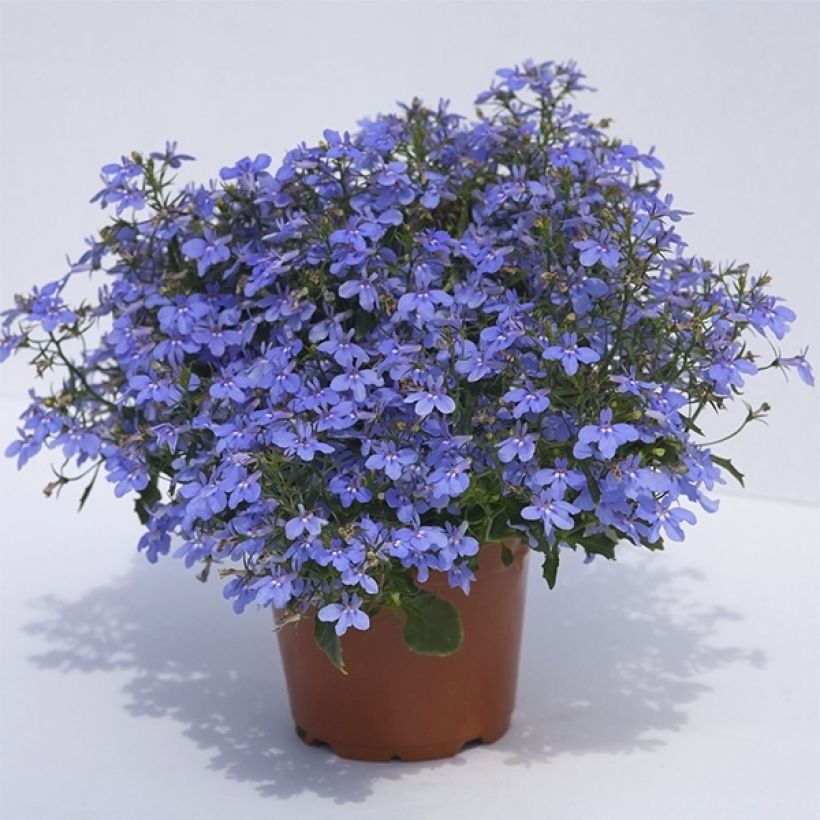 Lobelia erinus Hot Water Blue (Porte)