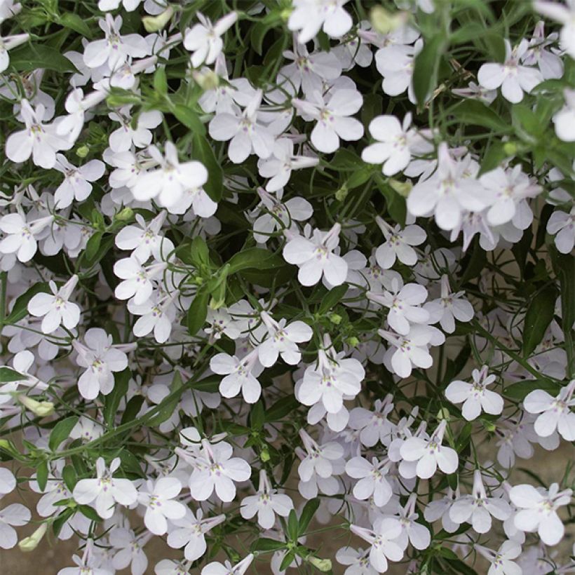 Lobelia erinus Anabel Snow White (Floración)