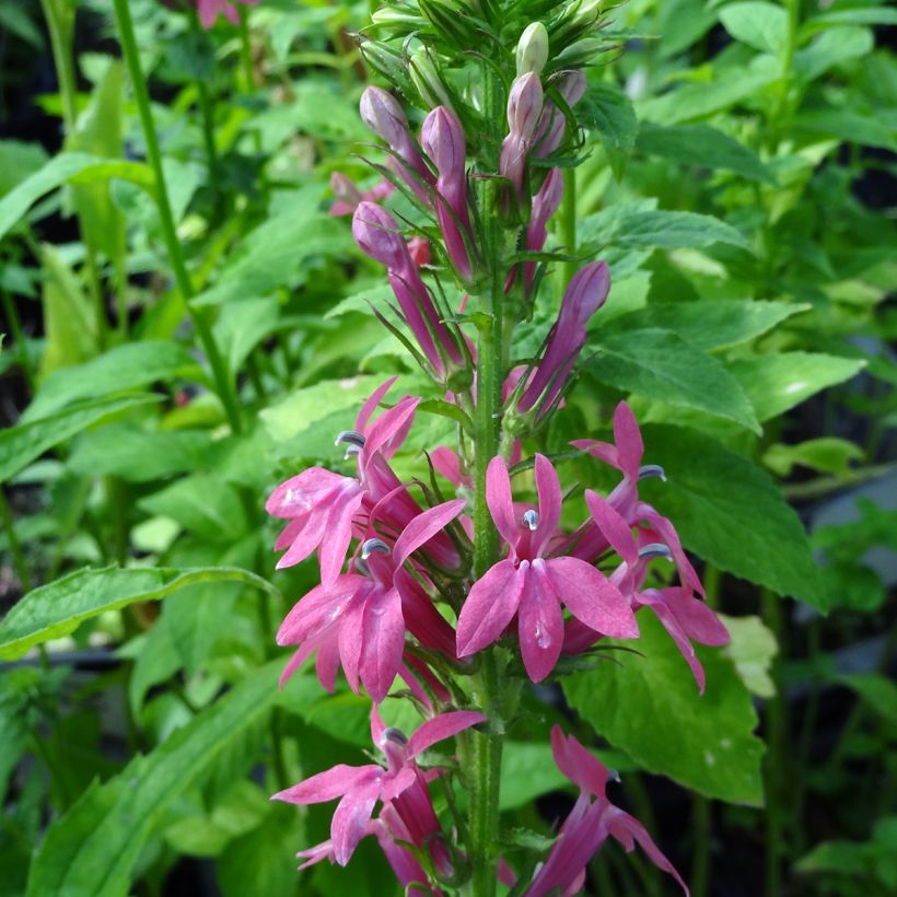 Lobelia speciosa Monet Moment (Floración)