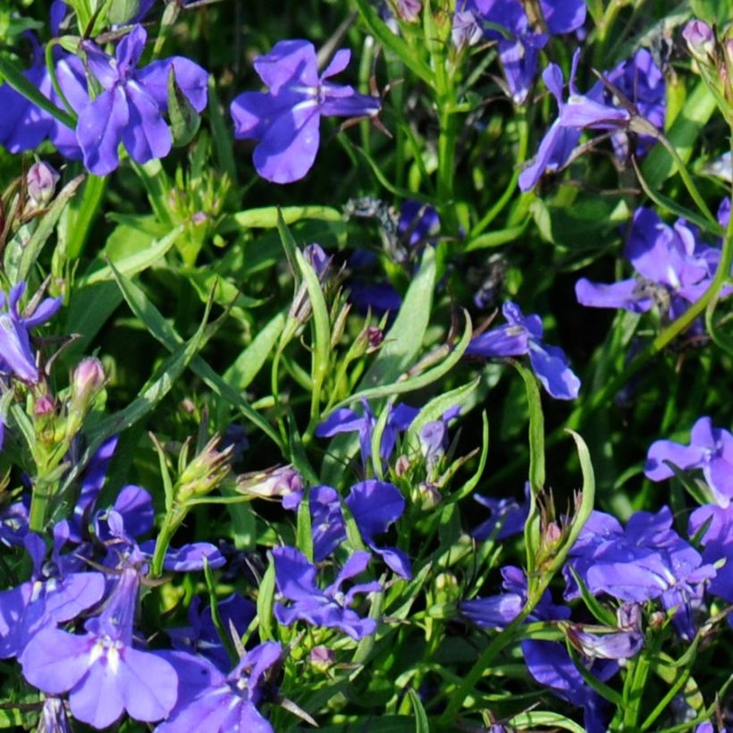 Lobelia erinus Crystal Palace (Follaje)