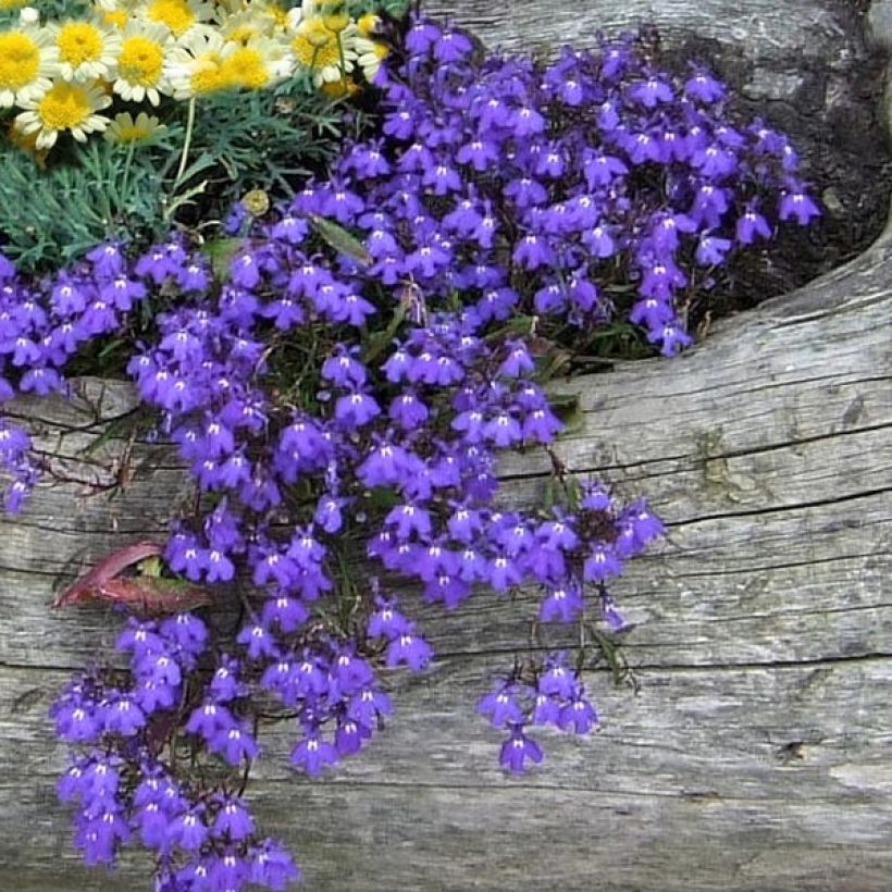 Lobelia erinus Crystal Palace (Floración)