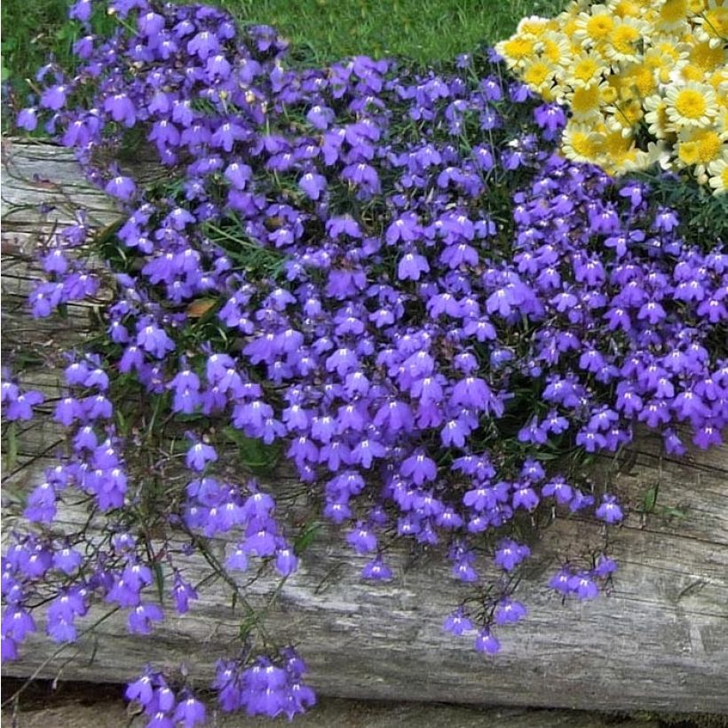 Lobelia erinus Crystal Palace (Porte)