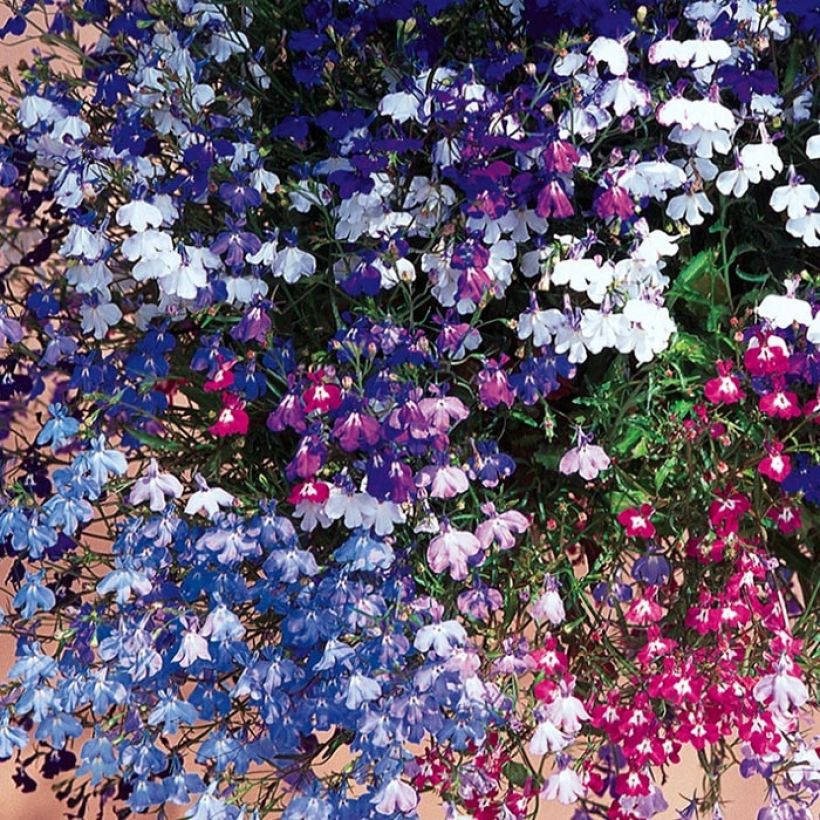 Lobelia erinus Regatta Mix (Floración)