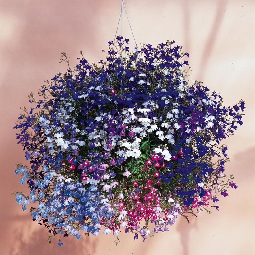 Lobelia erinus Regatta Mix (Porte)