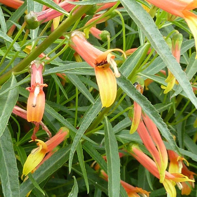 Lobelia laxiflora (Floración)