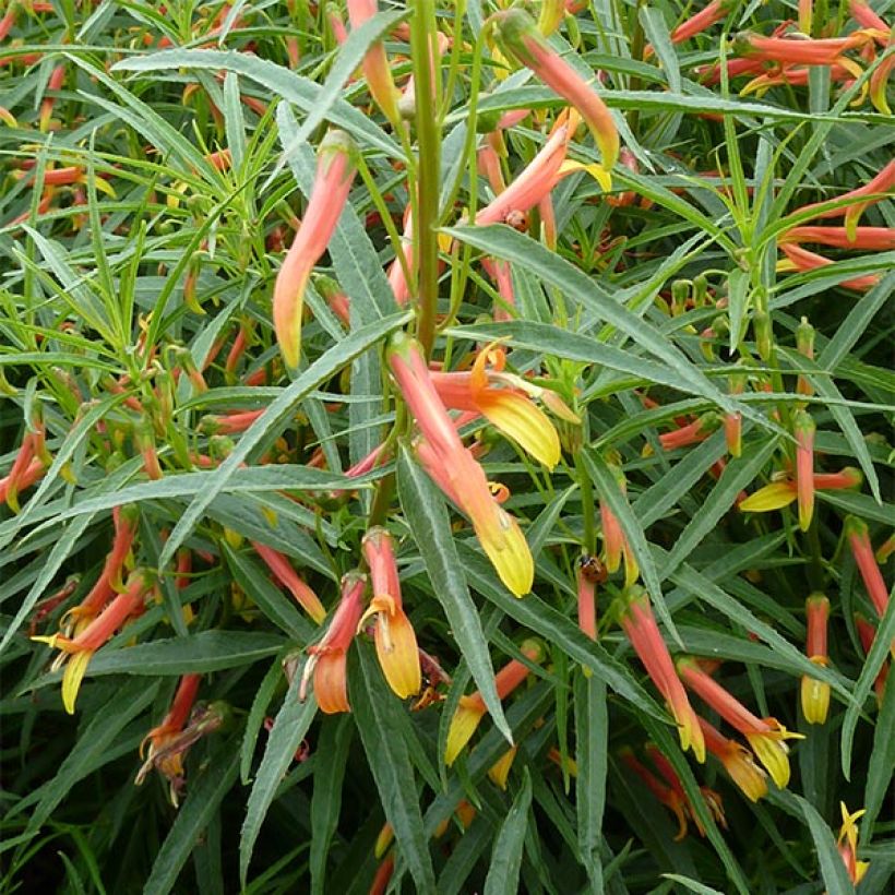 Lobelia laxiflora (Porte)