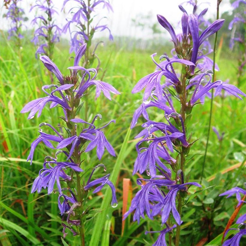 Lobelia sessilifolia (Floración)