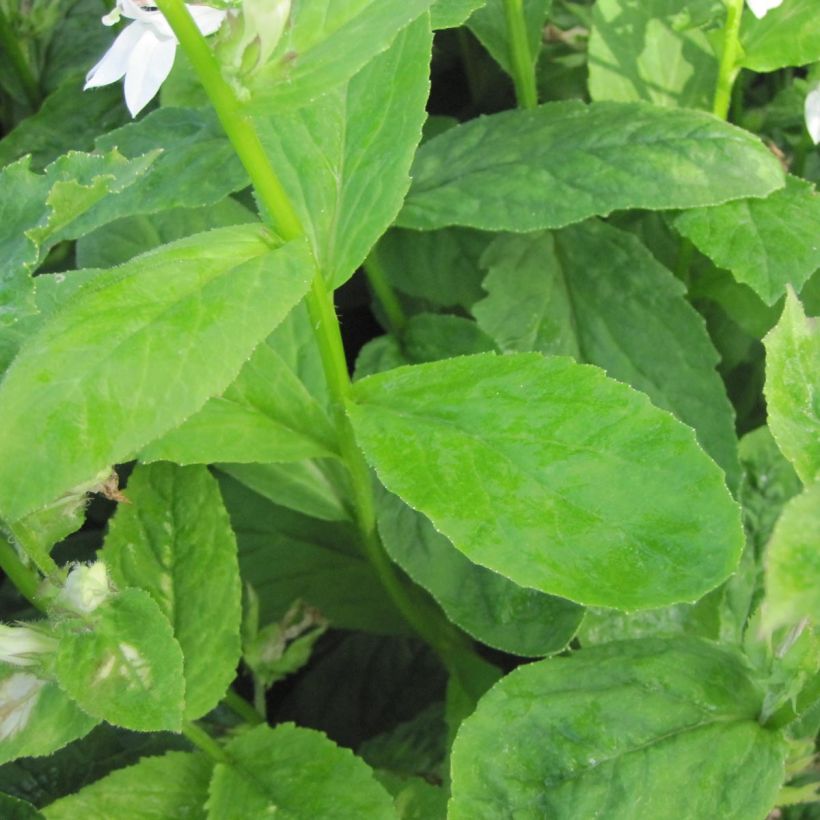 Lobelia siphilitica Alba (Follaje)