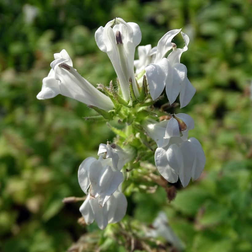 Lobelia siphilitica Alba (Floración)