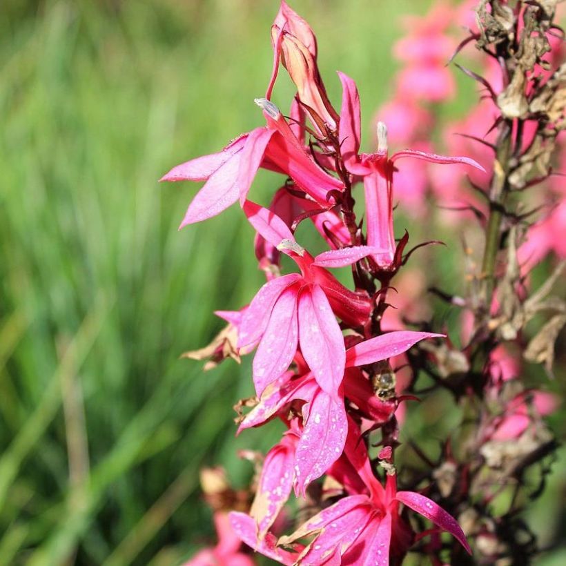 Lobelia speciosa Fan Salmon (Floración)