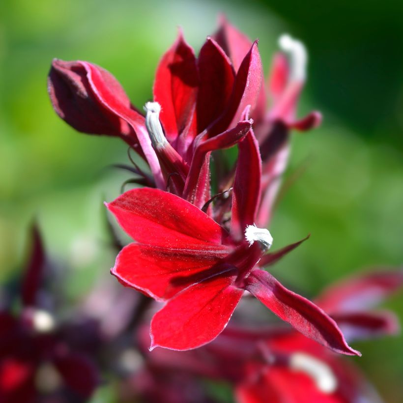 Lobelia speciosa Fan Scharlach (Floración)