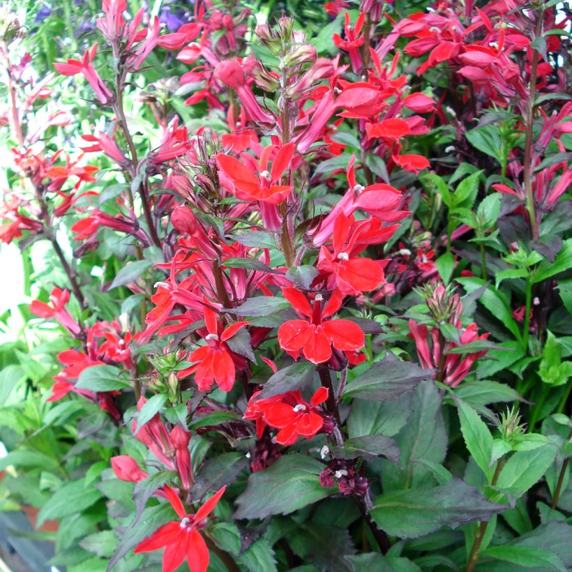 Lobelia speciosa Fan Scharlach (Porte)