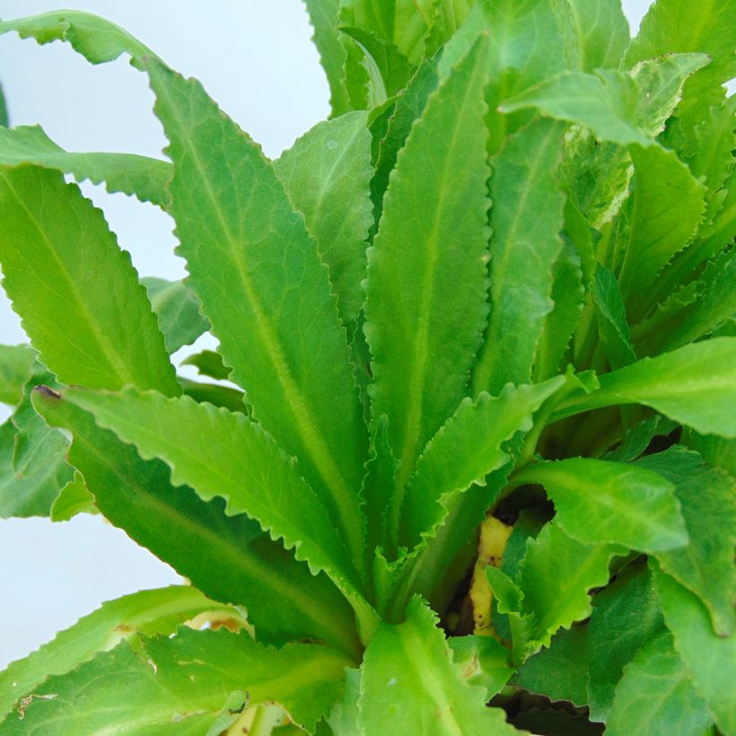 Lobelia speciosa Fan burgundy (Follaje)