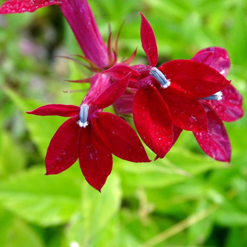 Lobelia speciosa Fan burgundy (Floración)