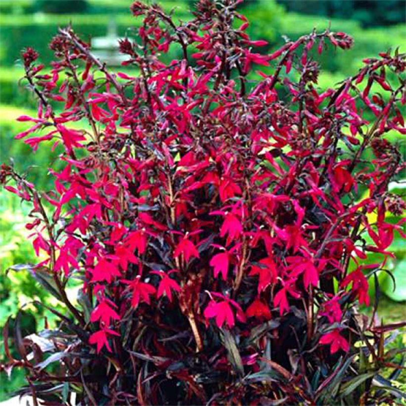 Lobelia speciosa Russian Princess (Porte)